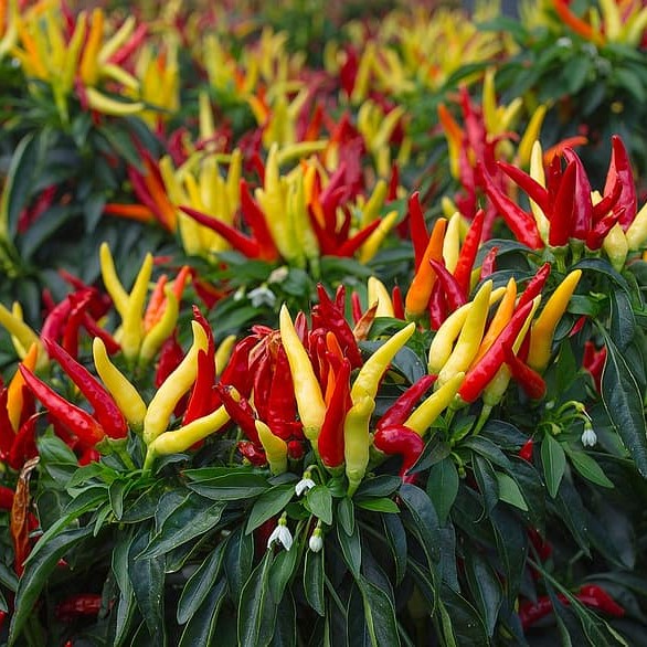 closeup of a chilli plant with lots of red and yellow chillis
